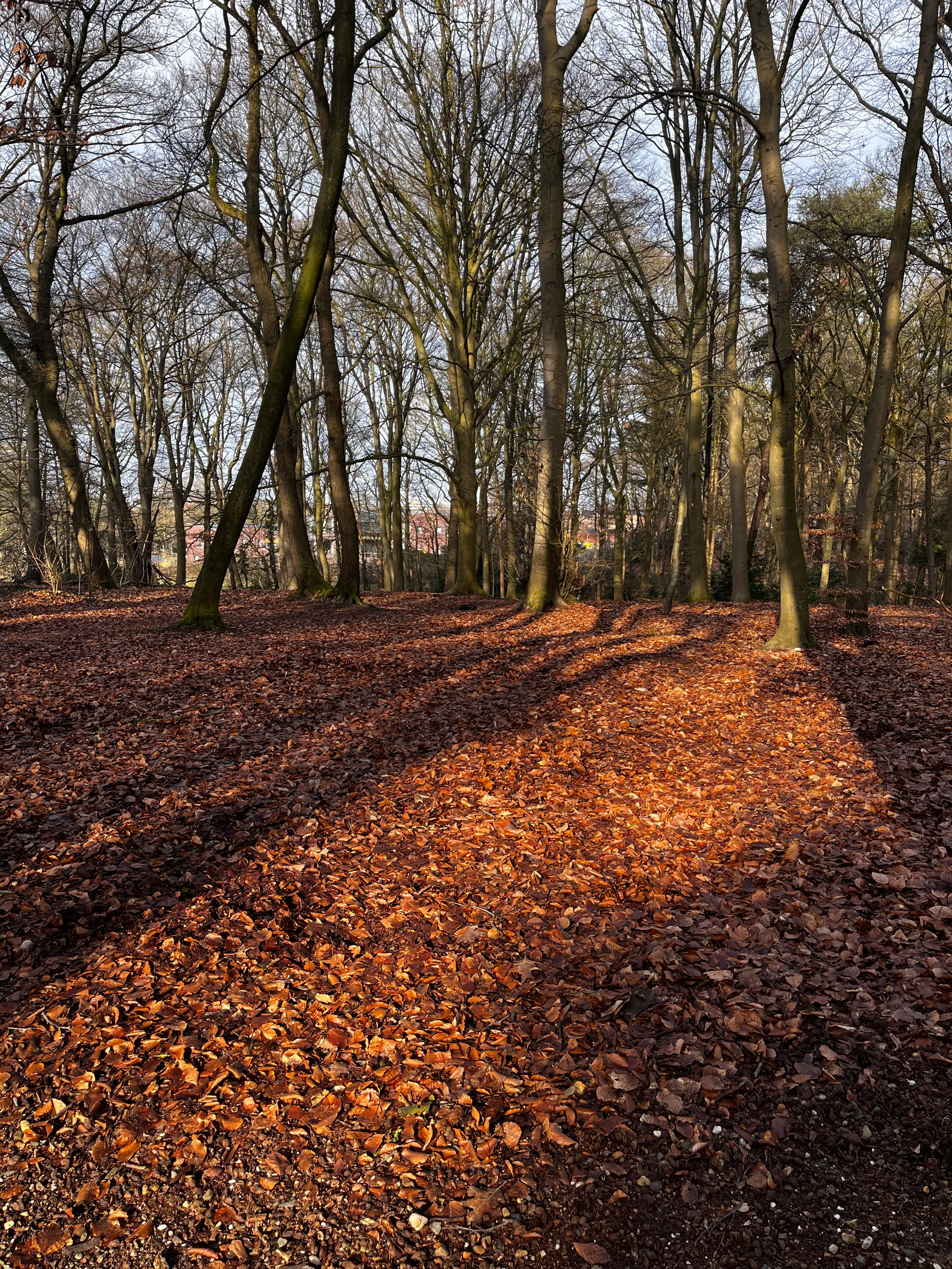 Wandelcoaching in de natuur